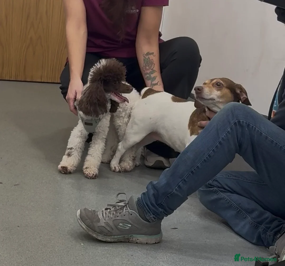 Toy Poodle dogs for stud: RICK JAMES choc parti toy poodle for stud  - Advert 2