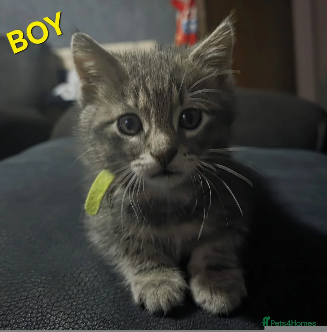 Mixed Breed cats for sale: GREY MIXED TABBY X3 - Advert 8