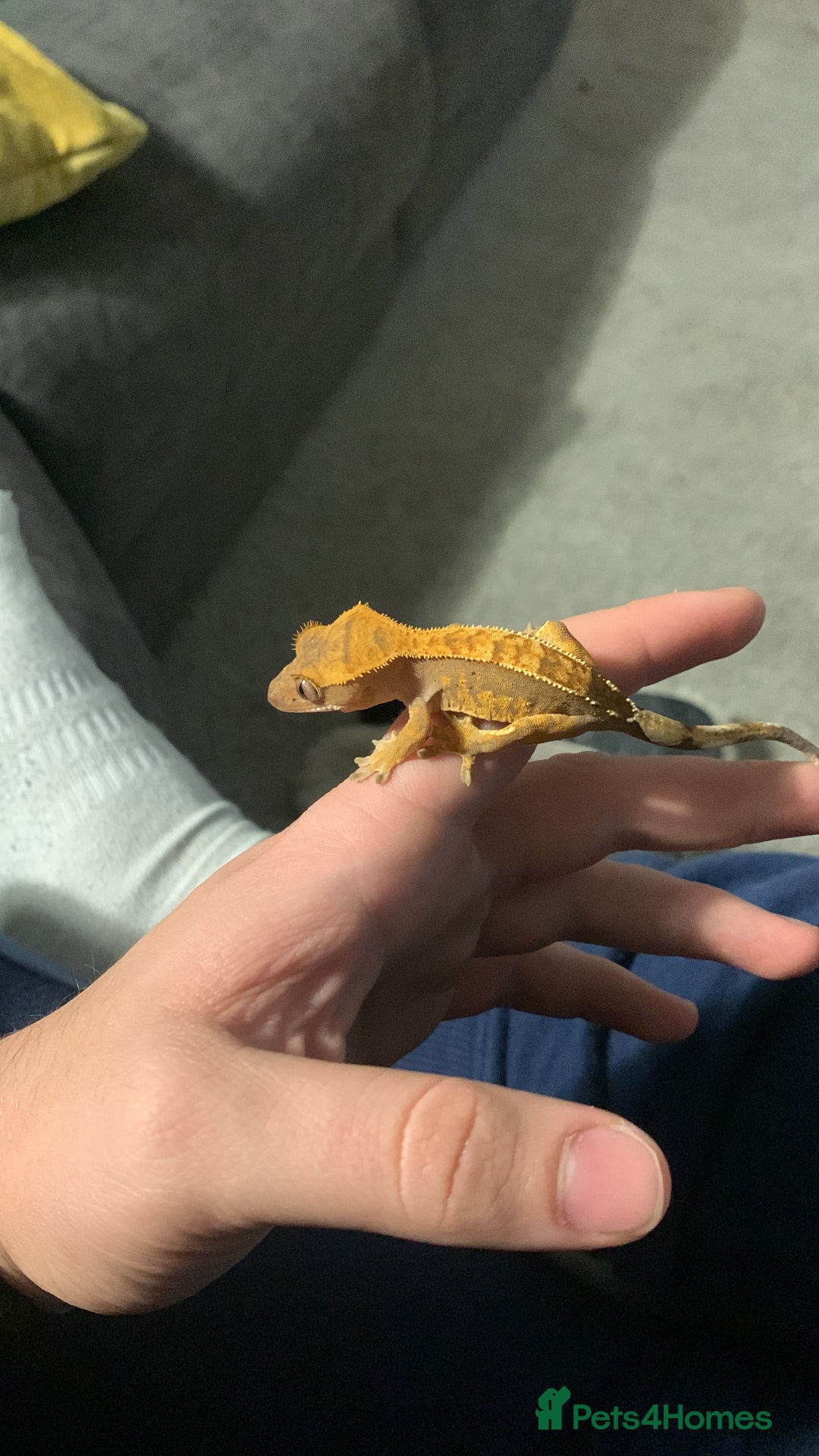 Gecko reptiles for sale: Two Breeding Crested Geckos with Viv  - Image 4