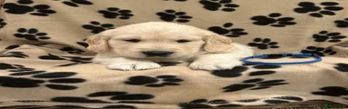 Golden Retriever 3