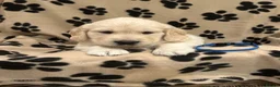 Golden Retriever dogs for sale: Golden retriever puppues in Wymondham - Advert 3
