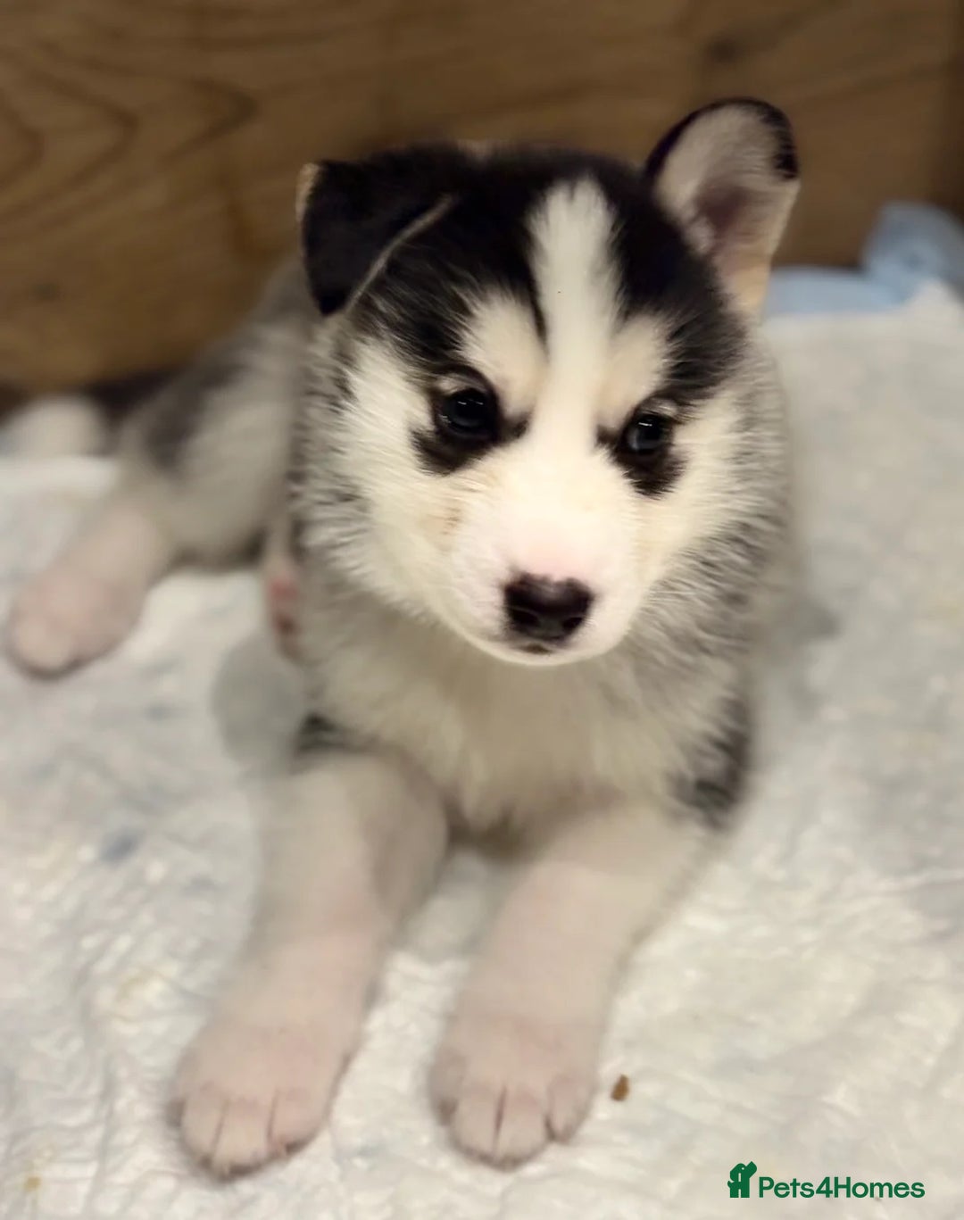 Siberian Husky dogs for sale: Siberian Huskies 2 male 4 female  - Advert 9