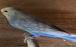Budgerigars birds for sale: Beautiful Budgies - Image 27