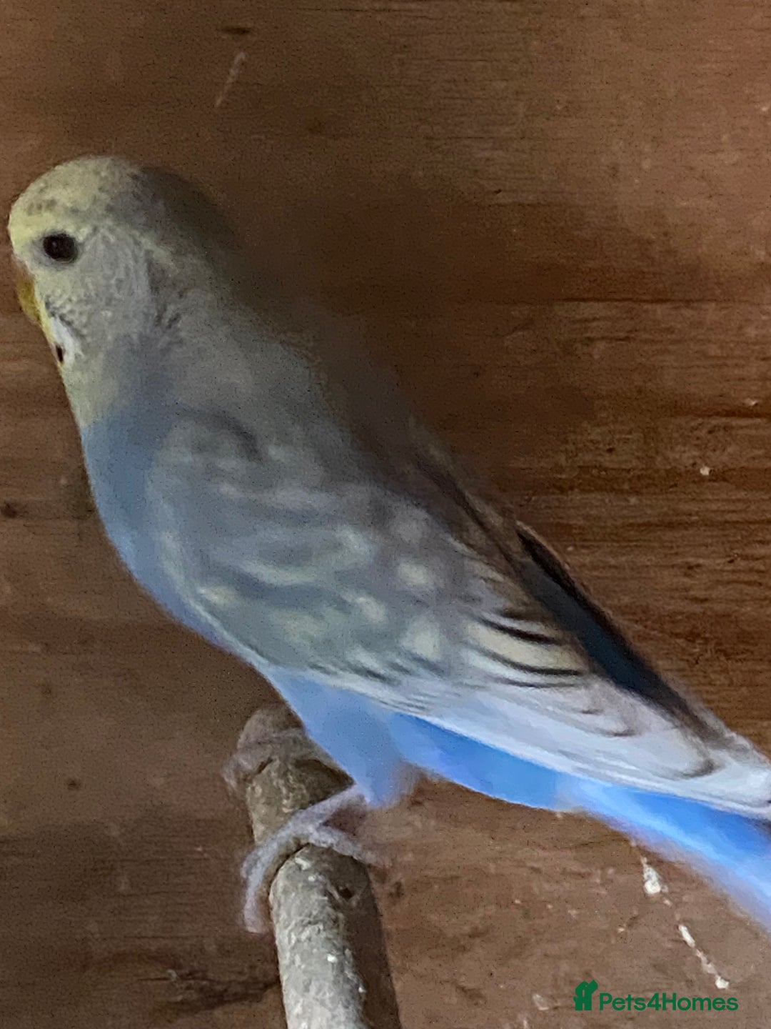 Budgerigars birds for sale: Beautiful Budgies - Image 27
