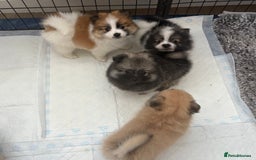 Pomeranian dogs for sale: Pomeranian puppies - Image 9