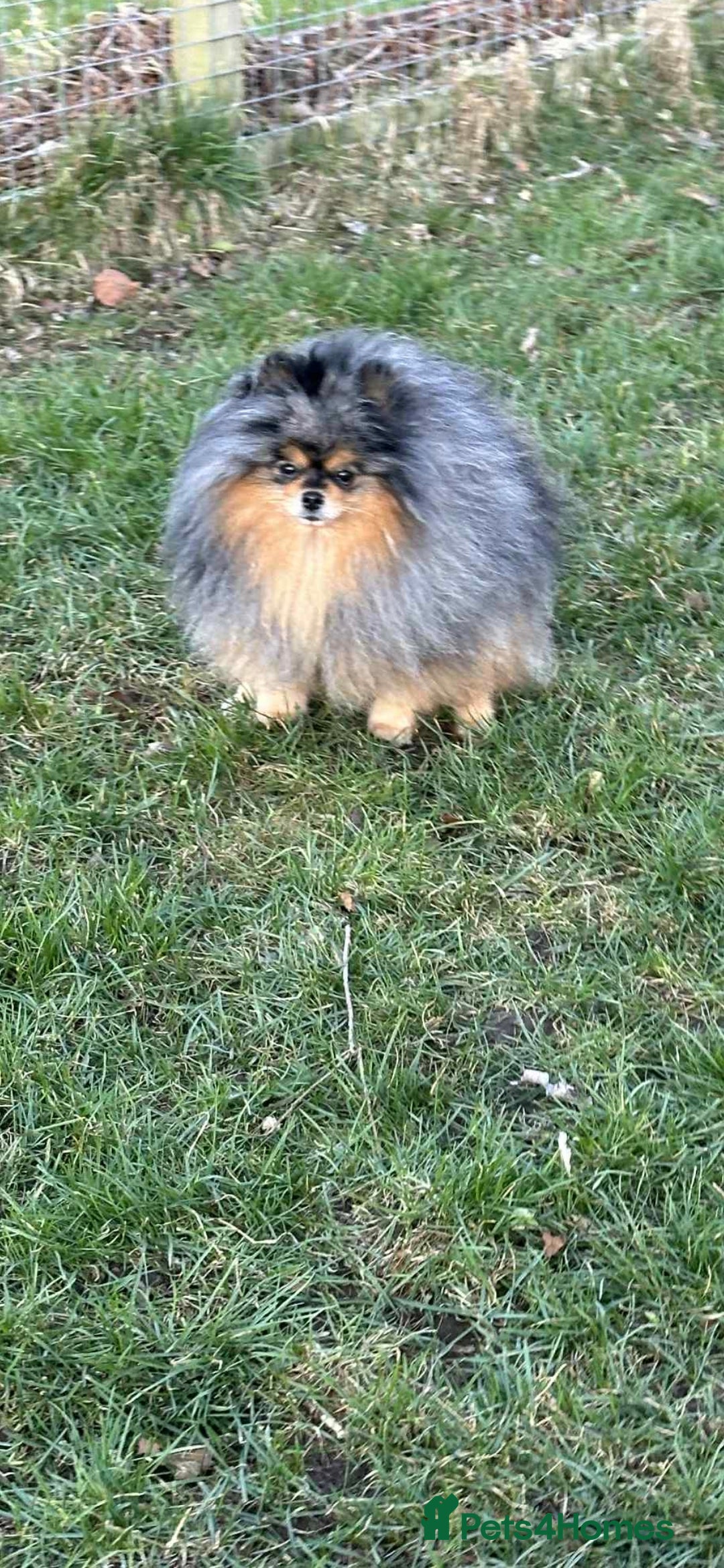 Pomeranian dogs for sale: Pedigree miniature pomeranians - Image 4