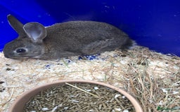 English Spot rabbits for sale: Baby English spot rabbits  in Wickford - Image 3