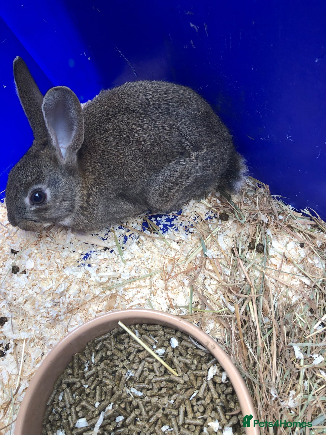 English Spot rabbits for sale: Baby English spot rabbits  in Wickford - Image 3