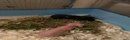 Guinea Pig rodents for sale: Baby Male Skinny Pig Brothers £60 for the pair. - Advert 6