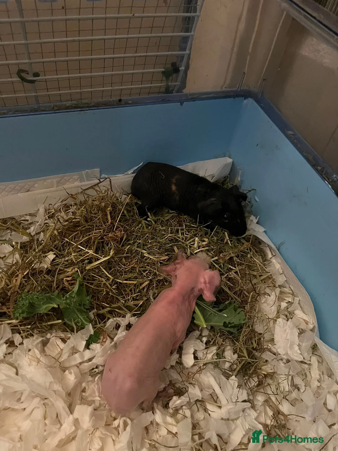 Guinea Pig rodents for sale: Baby Male Skinny Pig Brothers £60 for the pair. - Advert 6