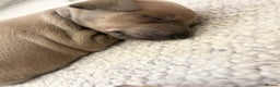 Italian Greyhound dogs for sale: 🐾Exceptional litter of KC Italian Greyhounds 🐾 - Advert 22