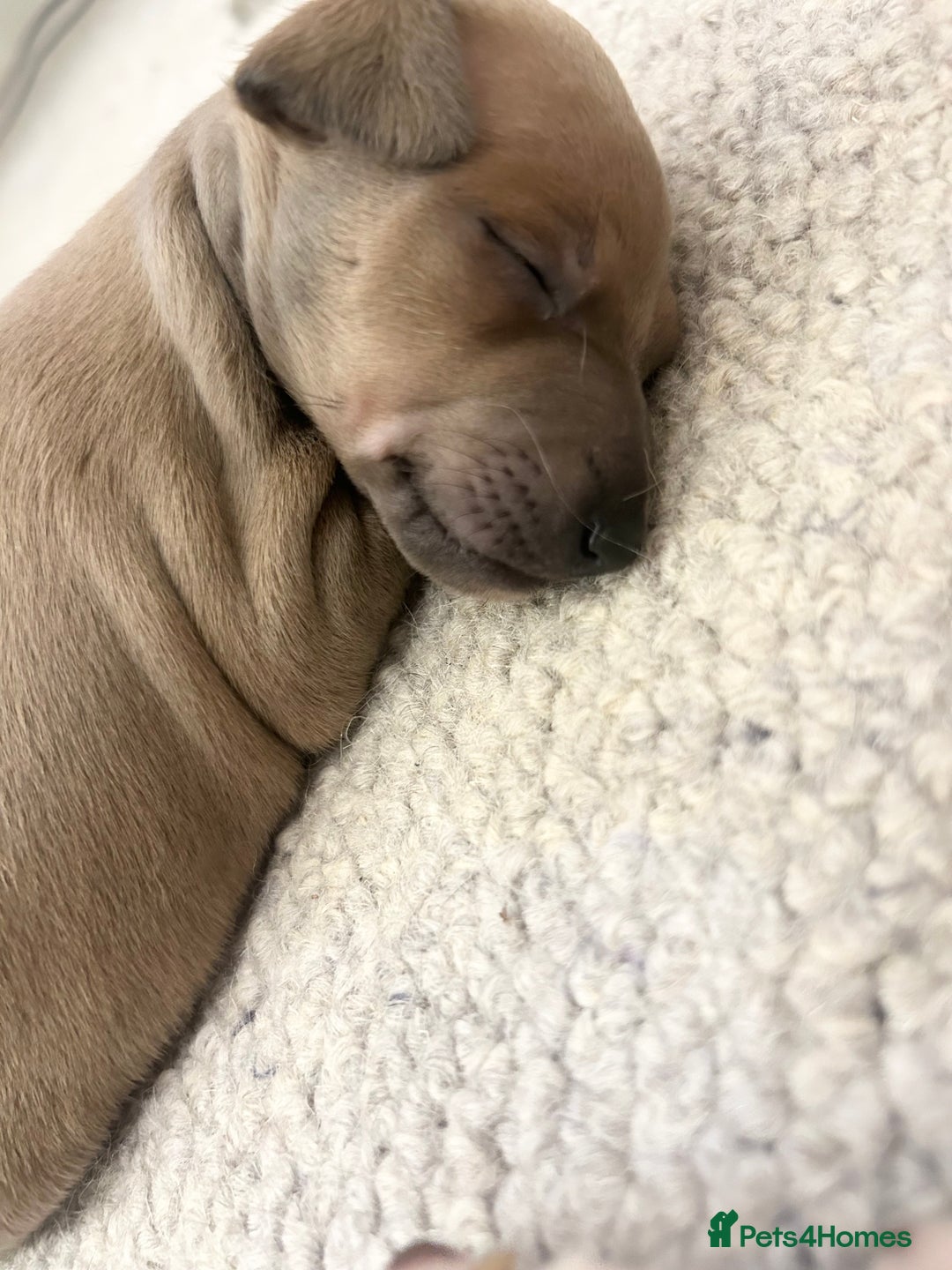 Italian Greyhound dogs for sale: 🐾Exceptional litter of KC Italian Greyhounds 🐾 - Advert 22