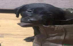 Labrador Retriever dogs for sale: KC Labrador puppy 🐾 - Image 9
