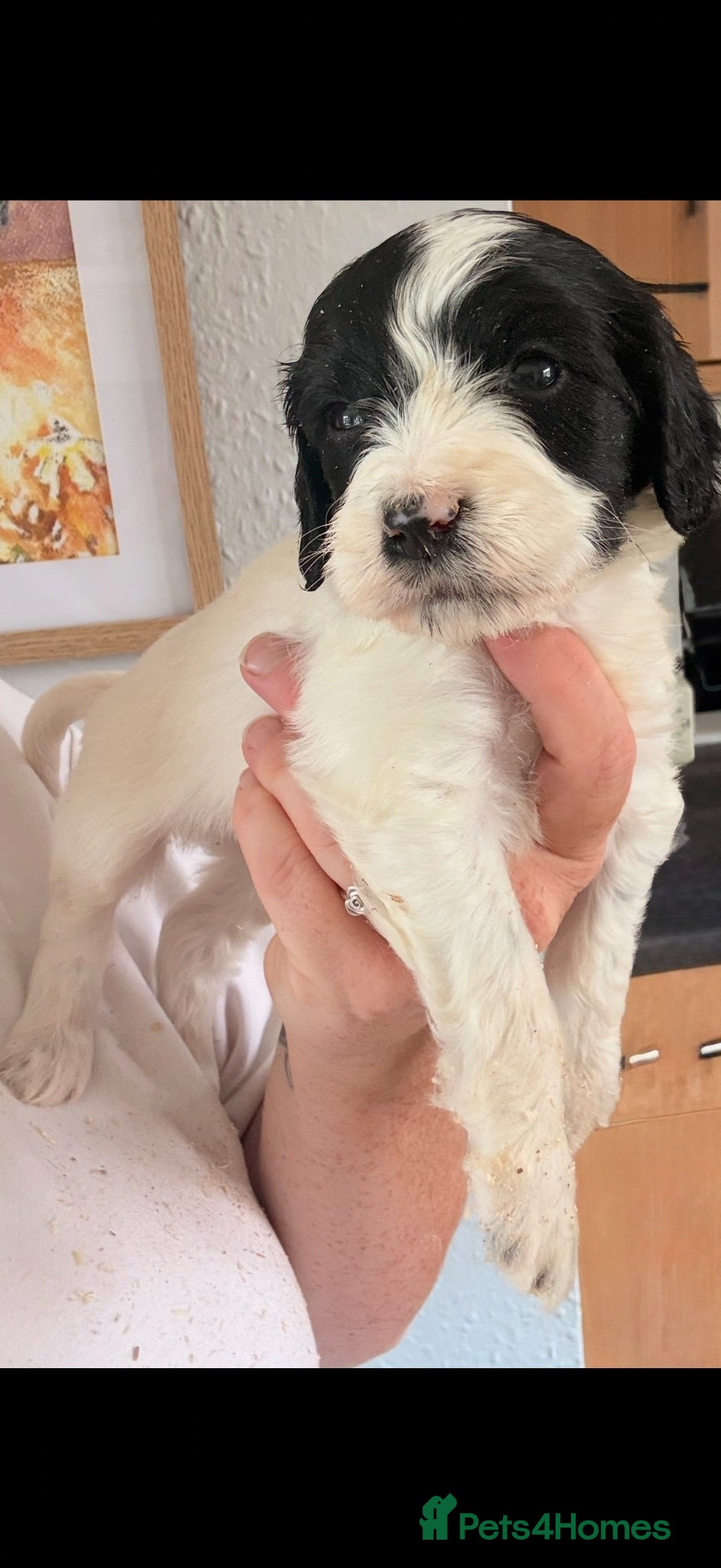 Cockapoo dogs Beautiful cockerpoo puppies still available 🩷🩵 - Advert 2