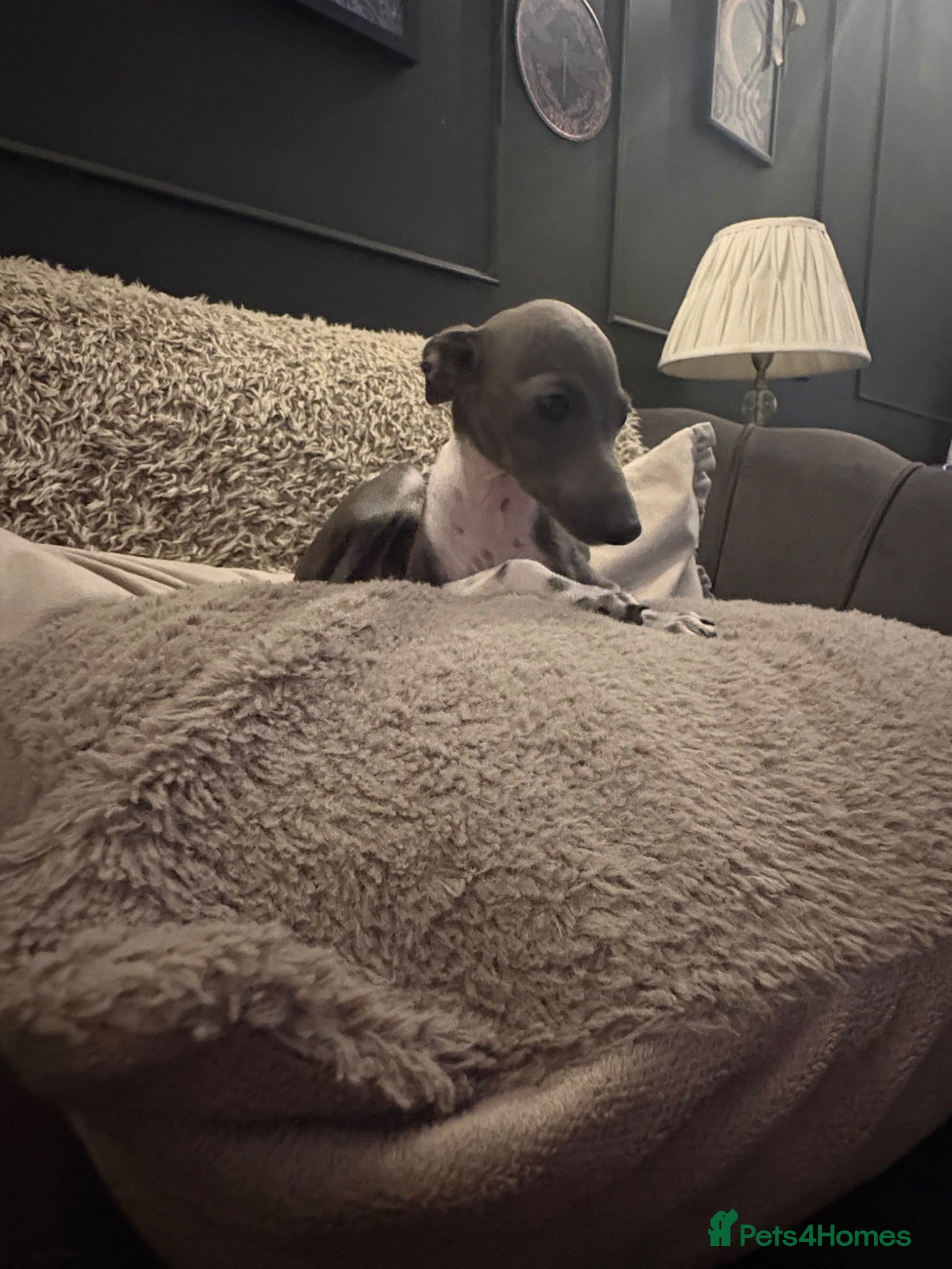 Italian Greyhound dogs Female Italian Greyhound - Advert 11