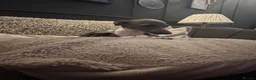 Italian Greyhound dogs for sale: Female Italian Greyhound - Advert 1