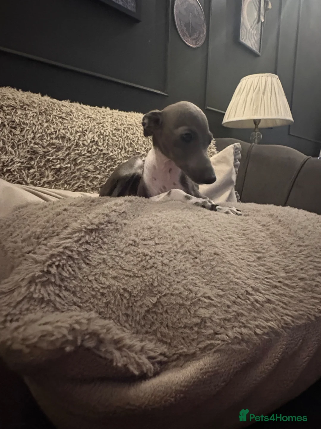 Italian Greyhound dogs for sale: Female Italian Greyhound - Advert 1