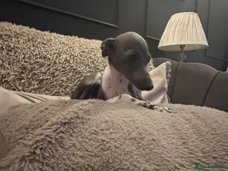 Italian Greyhound dogs Female Italian Greyhound - Advert 11