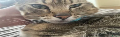 Gizmo 