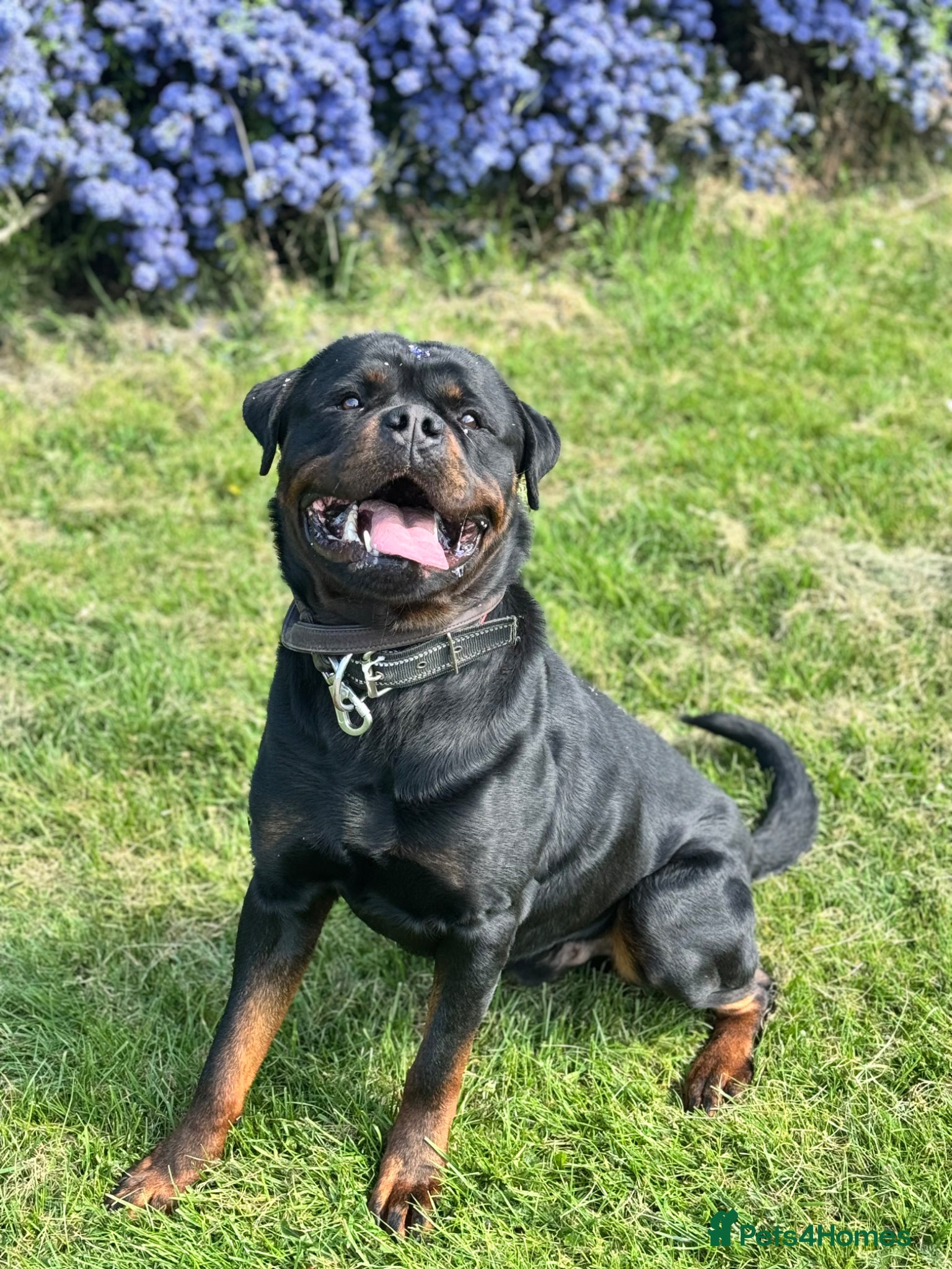 Rottweiler dogs BIG BONED GERMAN ROTTWEILER FOR STUD  - Advert 4