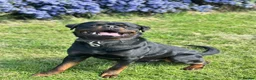 Rottweiler dogs for stud: BIG BONED GERMAN ROTTWEILER FOR STUD  - Advert 7