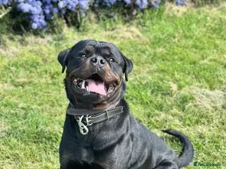 Rottweiler dogs BIG BONED GERMAN ROTTWEILER FOR STUD - Advert 4