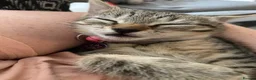 Mixed Breed cats for sale: Female litter of kittens  - Advert 7