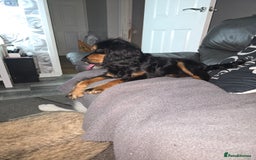 Cocker Spaniel dogs for sale: 6 mth old black & tan Cocker spaniel girl - Image 5