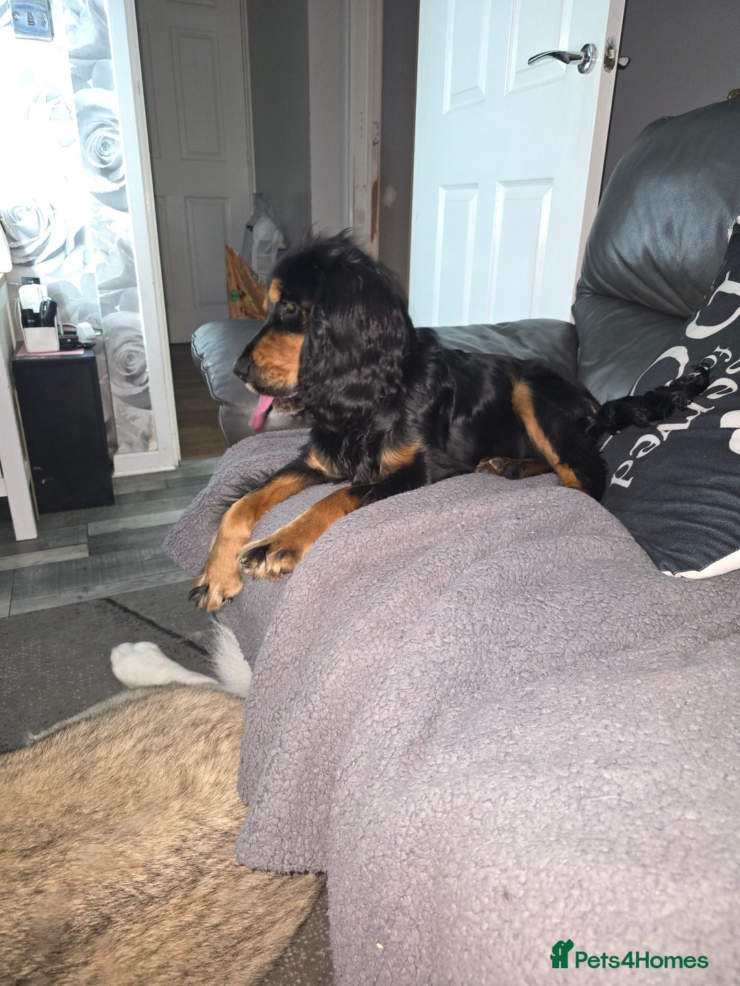 Cocker Spaniel dogs for sale: 6 mth old black & tan Cocker spaniel girl - Image 5