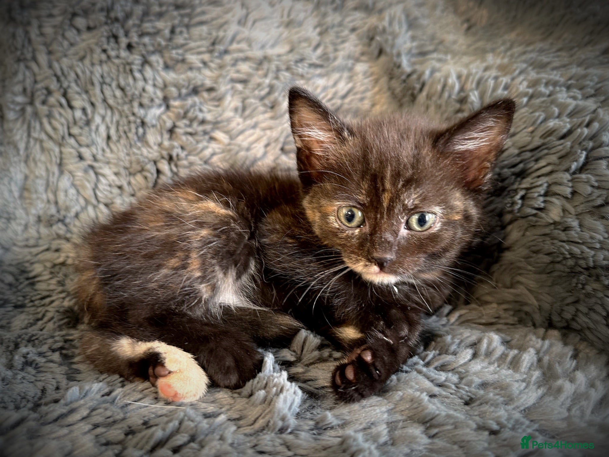 Mixed Breed cats 9 beautiful friendly kittens - Advert 1