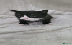 Mixed Breed cats for sale: Lovely kittens  - Image 8