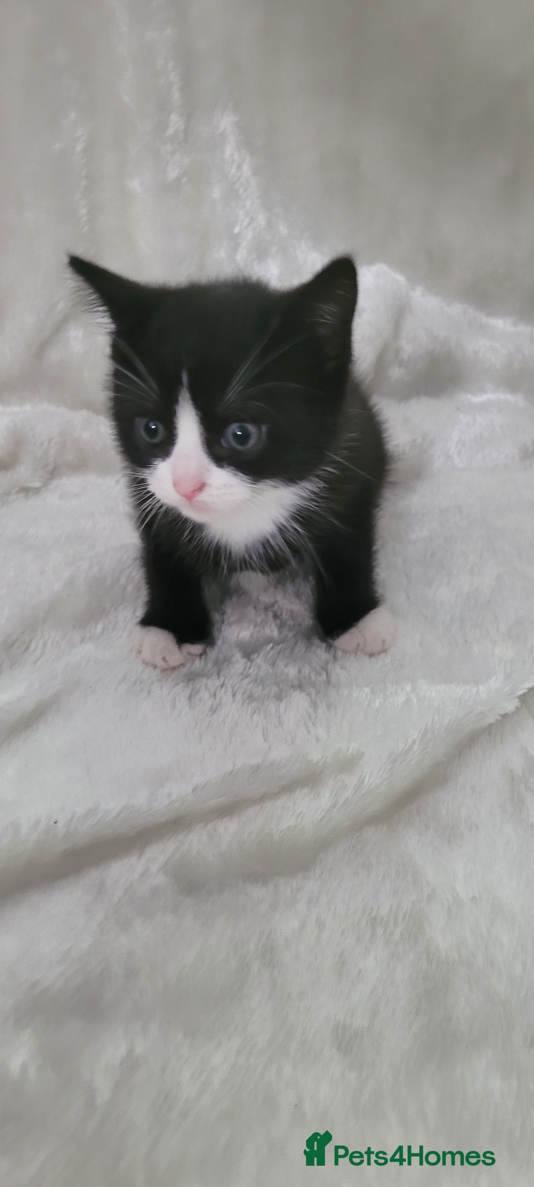 Mixed Breed cats for sale: Lovely kittens  - Image 8