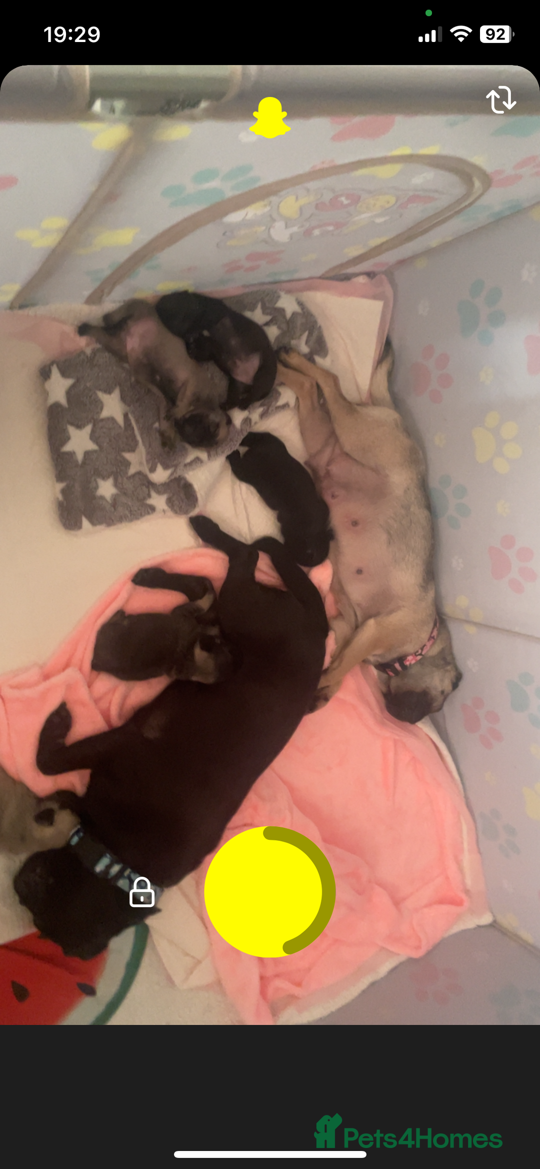 Pug dogs for sale: 4 beautiful pugs for sale 1 boy 3 girls  - Image 9