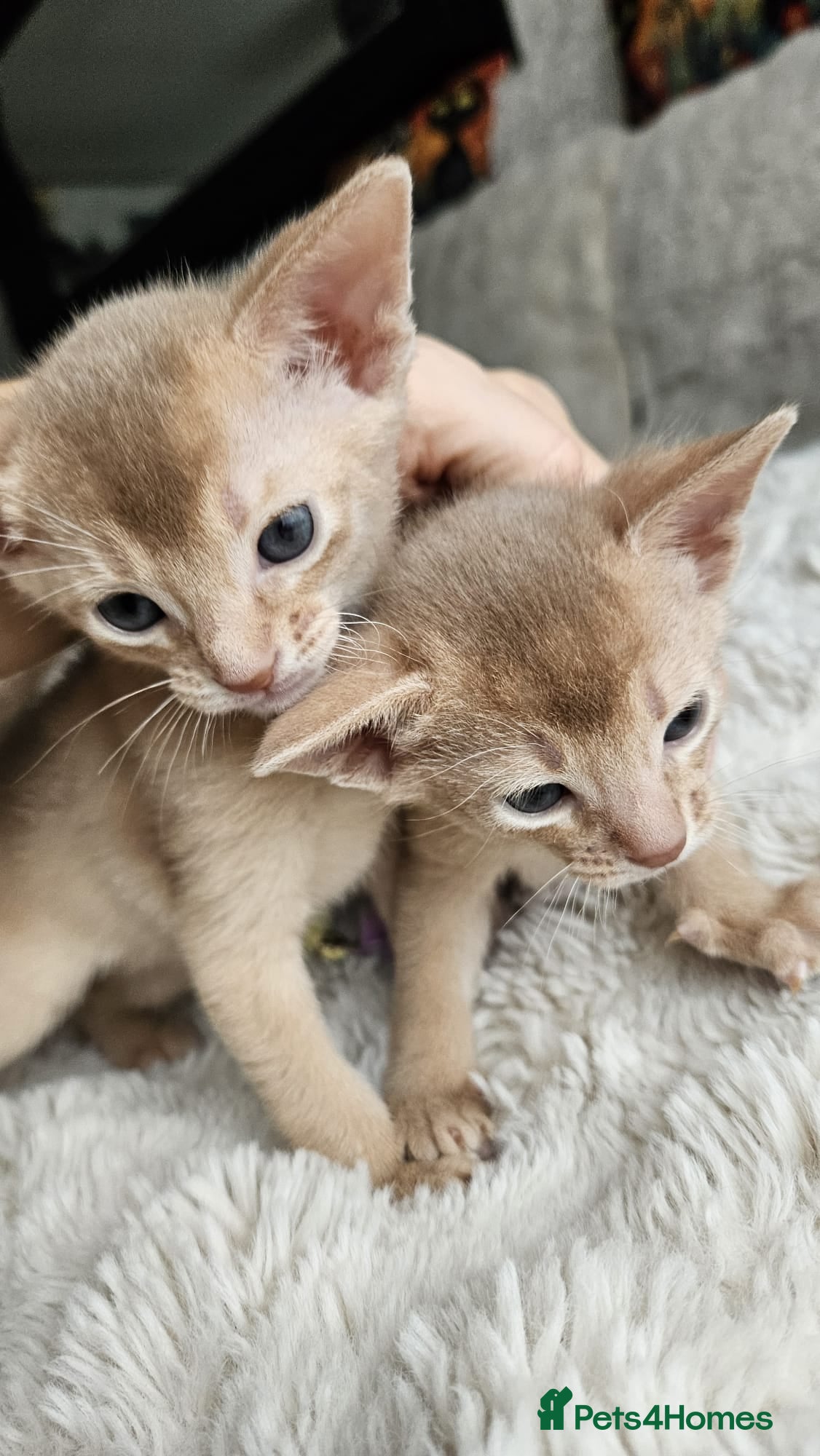 Abyssinian cats Abyssinian  - Advert 14