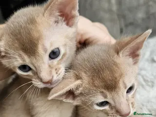 Abyssinian cats Abyssinian - Advert 14