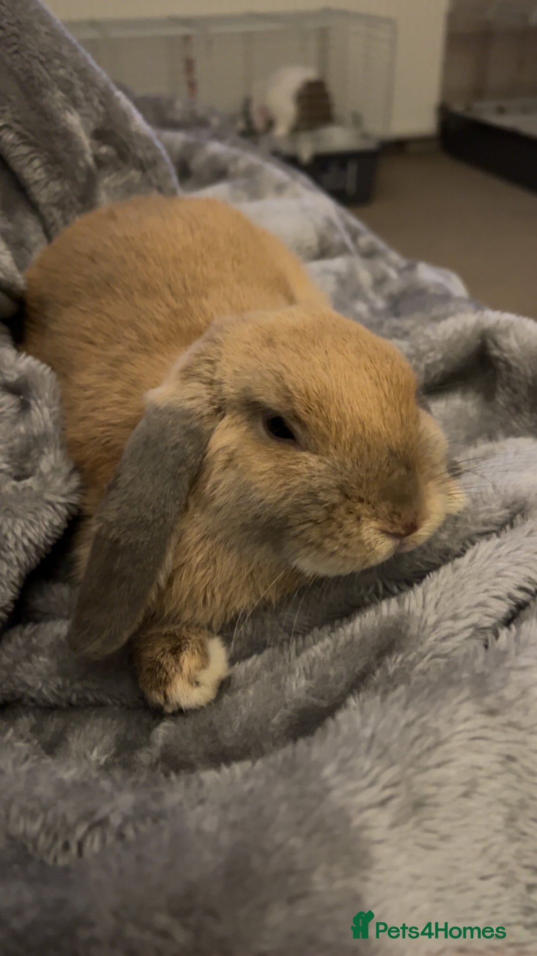 Mini Lop rabbits for sale: Mini Lop - Advert 2