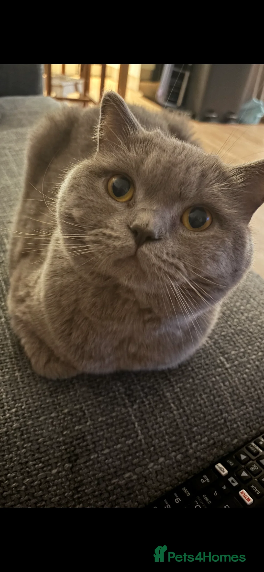 British Shorthair cats for sale: Sweet boy looking for childfree home  - Advert 3