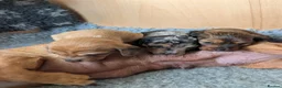 Dachshund dogs for sale: Miniature Dachshund pups  - Advert 2
