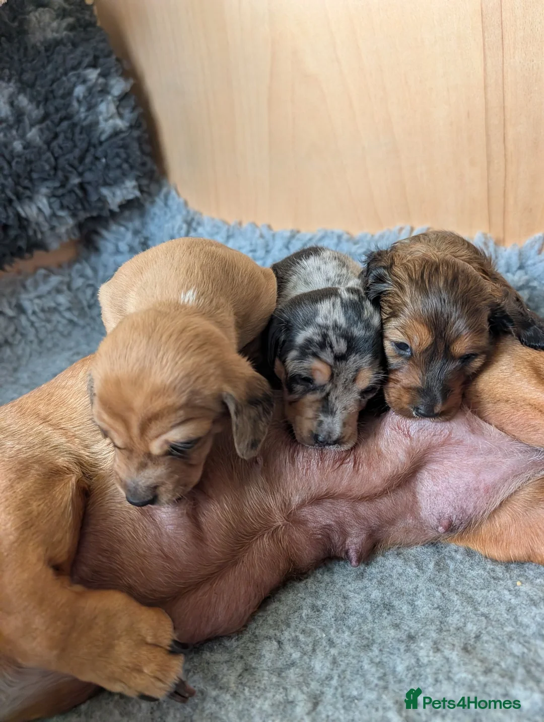 Dachshund dogs for sale: Miniature Dachshund pups  - Advert 2