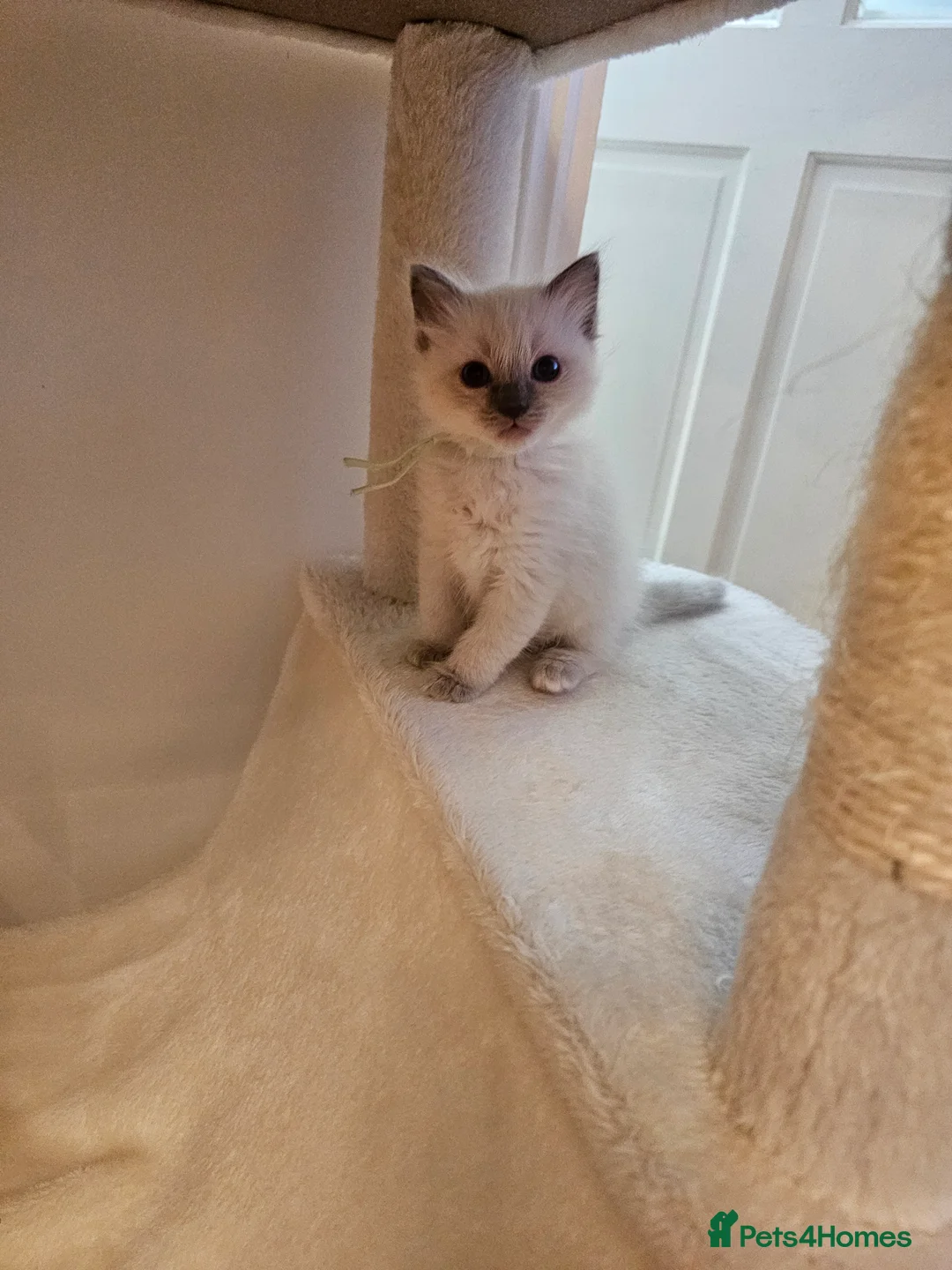 Ragdoll cats for sale: BEAUTIFUL PUREBRED BLUE COLOURPOINT RAGDOLLS - Advert 2