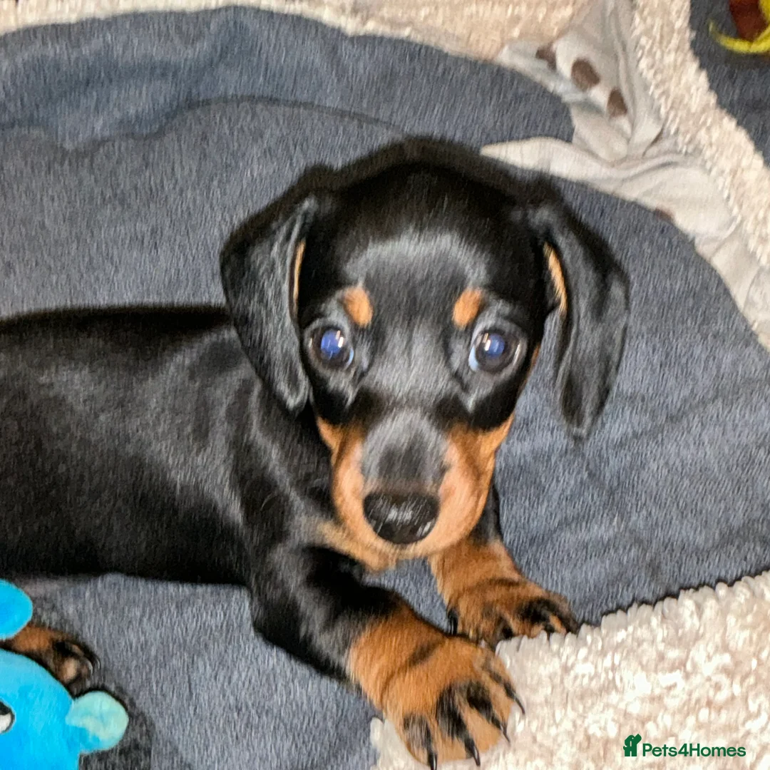 Miniature Dachshund dogs for sale: Kennel club registered pedigree dachshund - Advert 6
