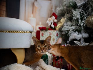 Abyssinian cats in Corby - Advert 1