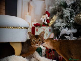 Abyssinian cats Stud Abyssinian TICA Registered in Corby - Advert 18
