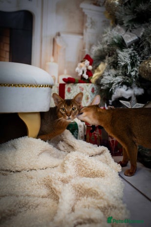 Abyssinian cats Stud Abyssinian TICA Registered in Corby - Advert 5