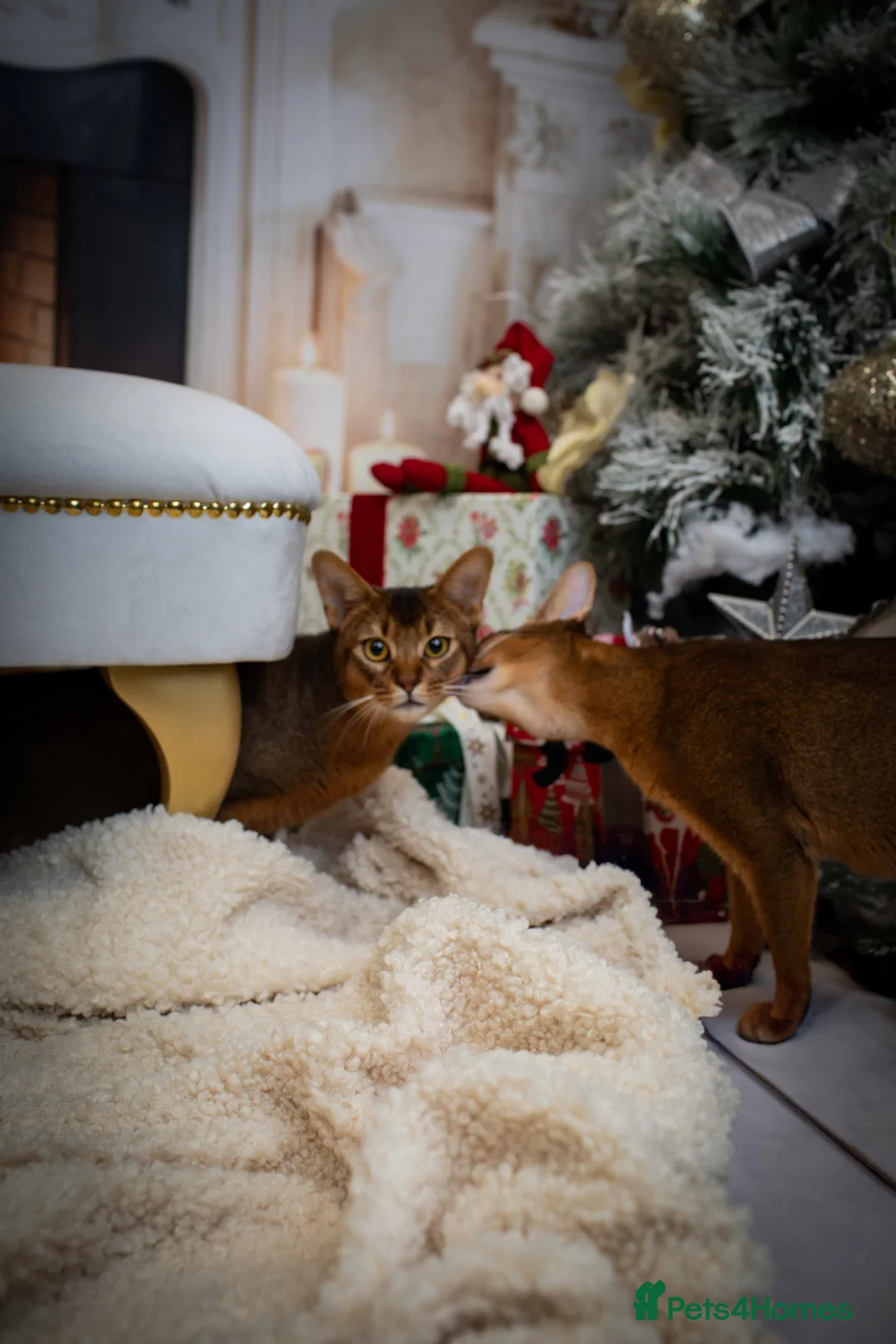 Abyssinian cats for stud: Stud Abyssinian TICA Registered in Corby - Advert 1