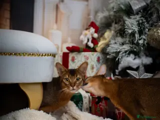 Abyssinian cats Stud Abyssinian TICA Registered in Corby - Advert 1