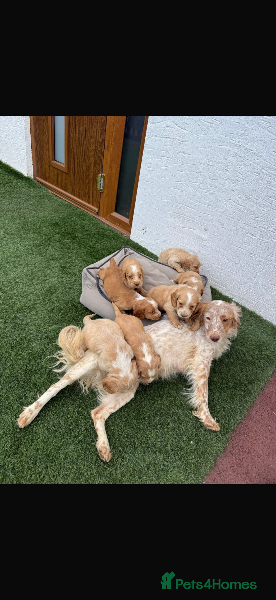 Cocker Spaniel dogs for sale: Cocker spaniel puppies  - Advert 2