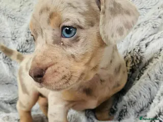 Mixed Breed dogs Ready Now Bulldog x Mini Dachshund Puppies - Advert 11