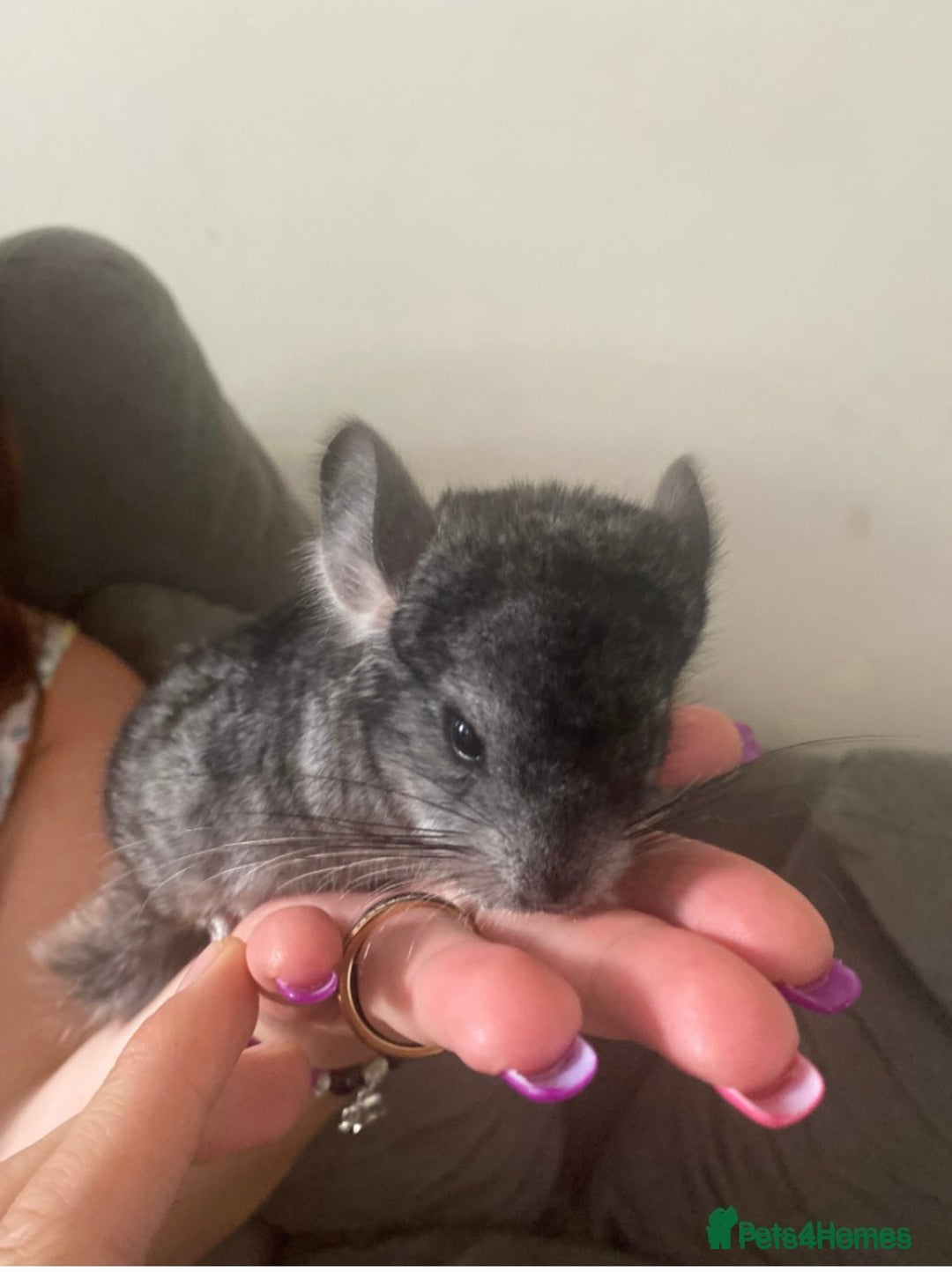 Chinchilla rodents for sale: Chinchillas  in Hemel Hempstead - Image 6