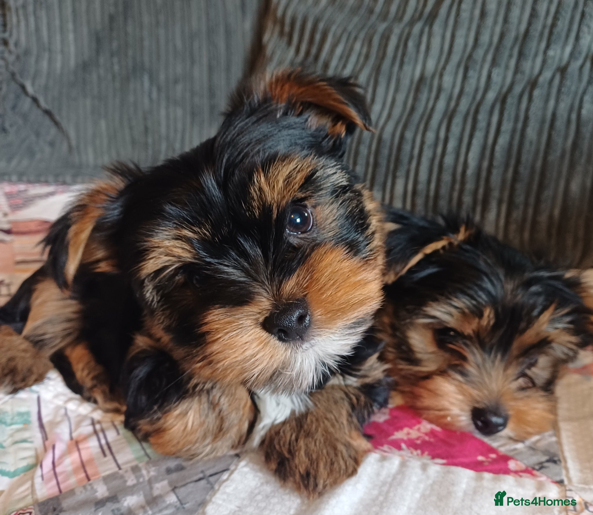 Yorkshire Terrier dogs Two boys Ready to new home🏡 - Advert 1